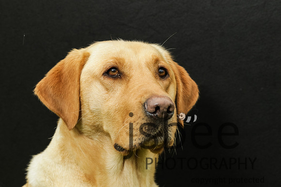 joe_2662j