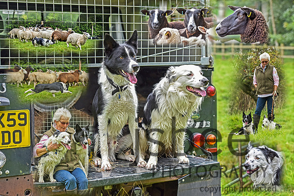Judy Montage 1 Final 18 x 12 G