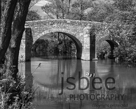 AAJ_1648 with kingfisher 10 x 8 BW