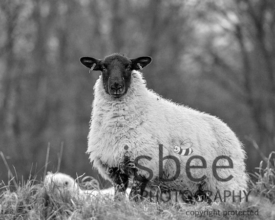 DSB_6101-64 10 x 8BW