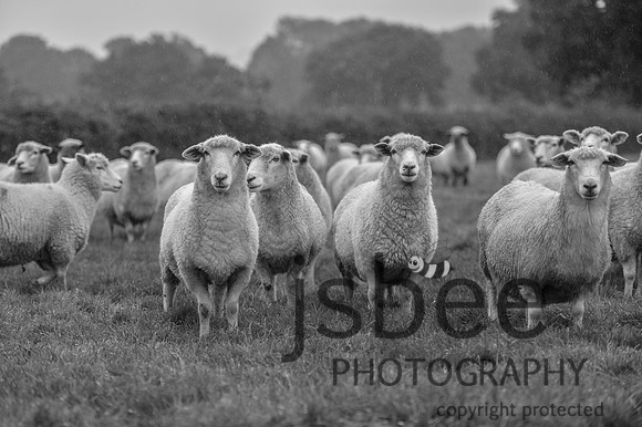 DSB_9240-46BW