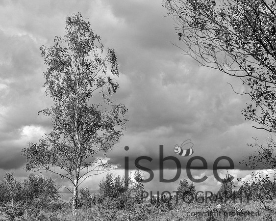 SLB_7321-6 10 x 8BW