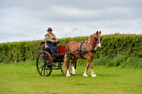 Class 4 Novice Horse or Pony