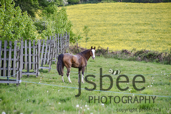 slb_7304n