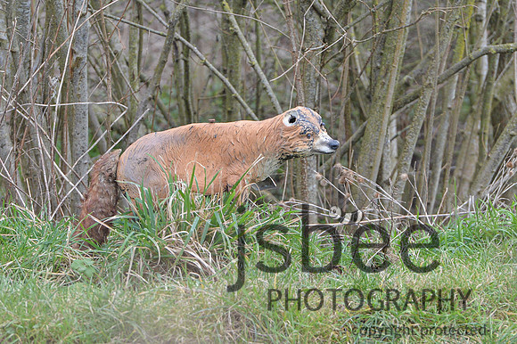 DSB_0215-3