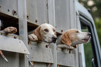 Hound Exercise at Minstead 23/8/25