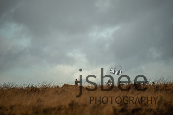 DSB_8970-66
