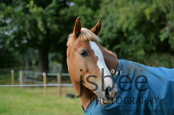 dsb_6837s