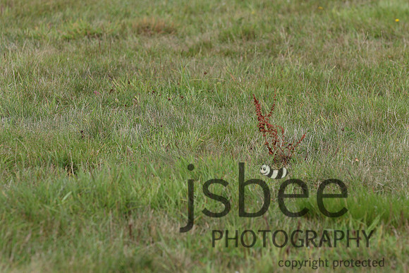 joe_7805j