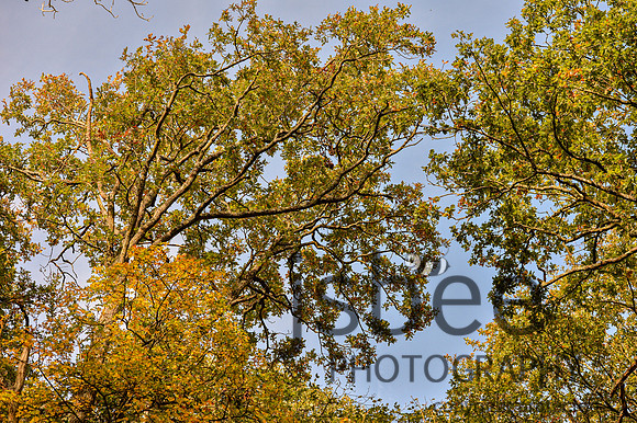 DSB_2717-45