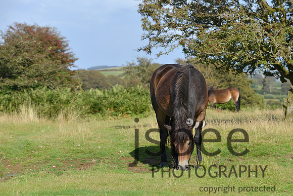 DSC_0190A