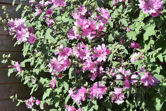 slb_4686s