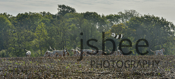 DSB_1275-34