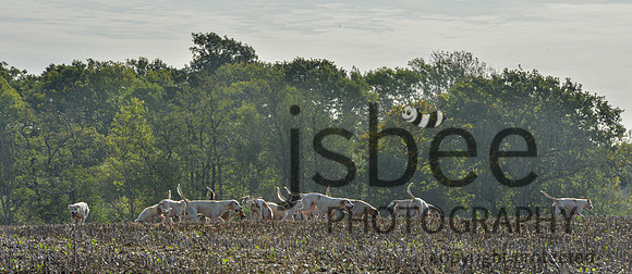 DSB_1276-35