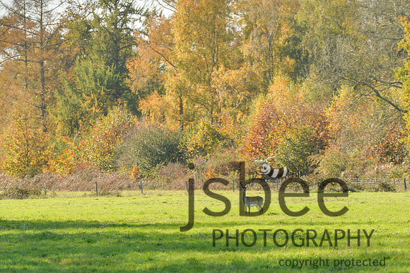 DSB_3155-80