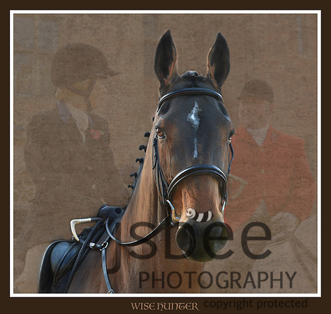 DSB_2696 Hunting mare