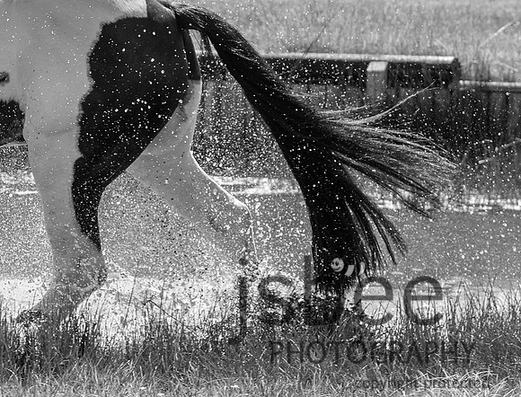 DSB_8482-491