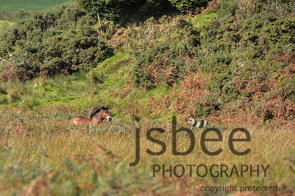 DSB_6951-56