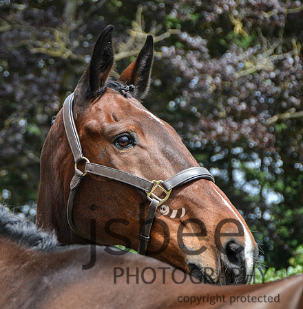DSC_7126-6