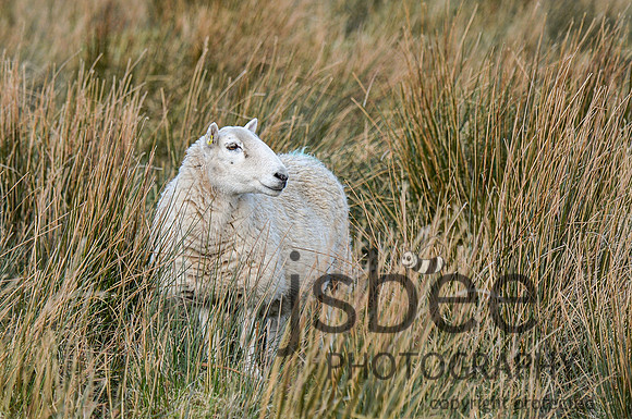 DSB_6883-123