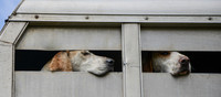 Hound Parade