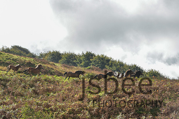 DSB_6923-28