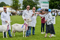 Livestock